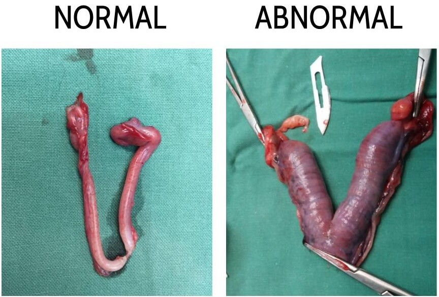 Pyometra - United Veterinary Clinic