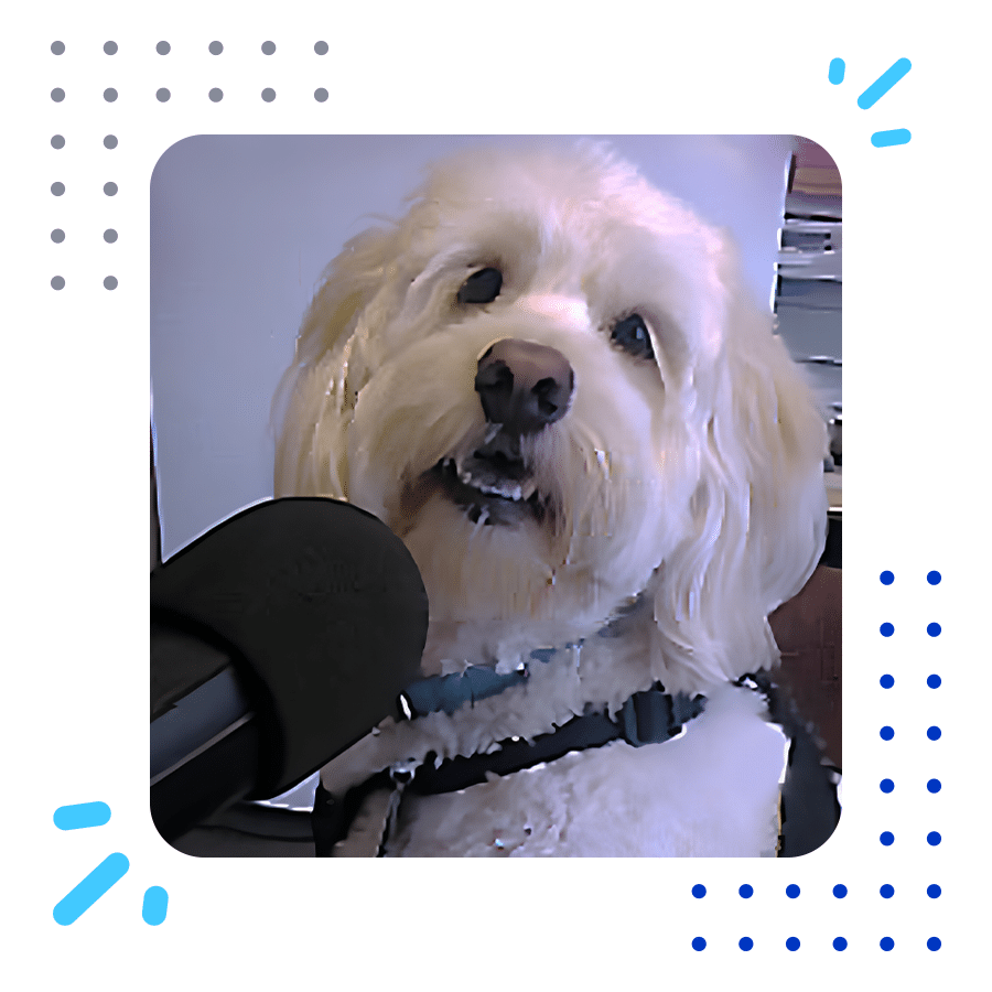 Customer Spotlight All Paws Pet Radio