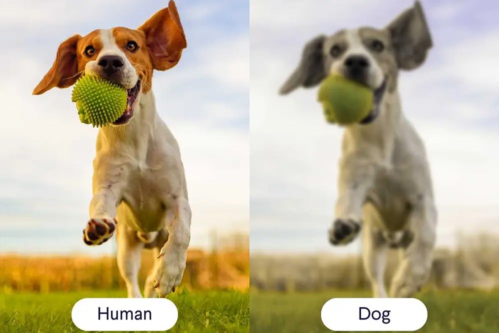 Protect Your Pup Do LED Lights Hurt Dogs' Eyes?