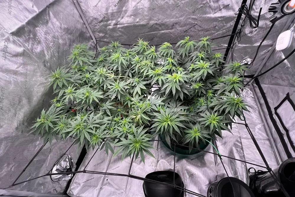 Do LED Strip Lights Work for Growing Weed? Find Out Here!