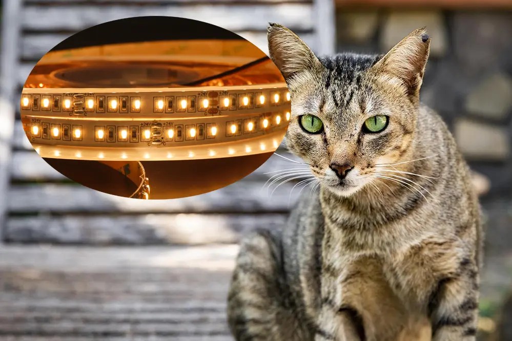 Uncover the Truth Are LED Strip Lights Bad for Cats?