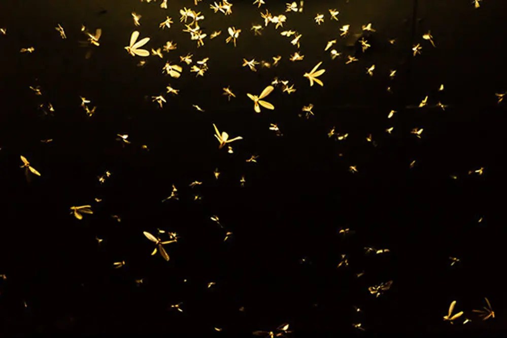 Do LED strip lights attract bugs? Unitop