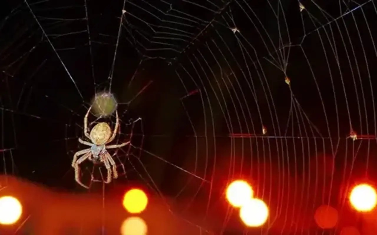 Do LED Lights Attract Spiders?