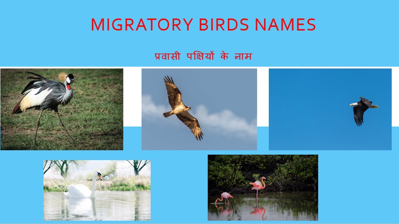Top 10 Beautiful Migratory Birds in India During Summer & Winter
