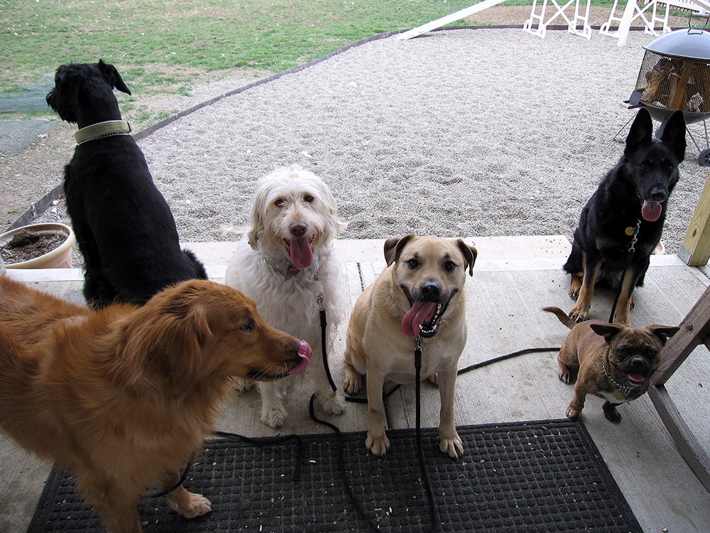 We'll take good care of your dogs!