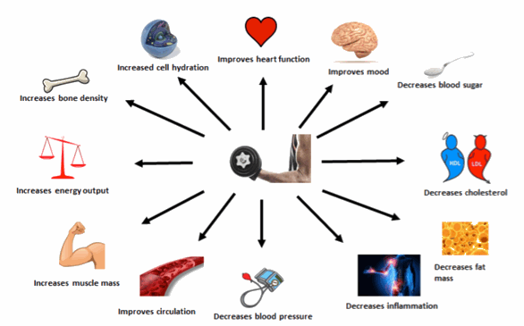 Metabolic Effects of Resistance Exercise Metabolic Effects of Resistance Exercise