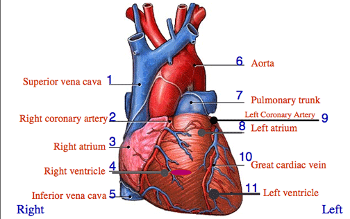 Anatomy Of Heart Quizlet Anatomy Of Heart Quizlet