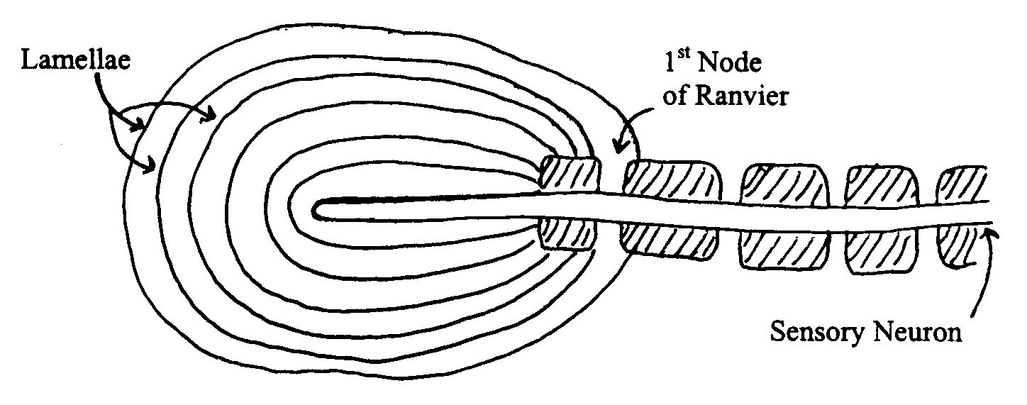 corpuscle meddic