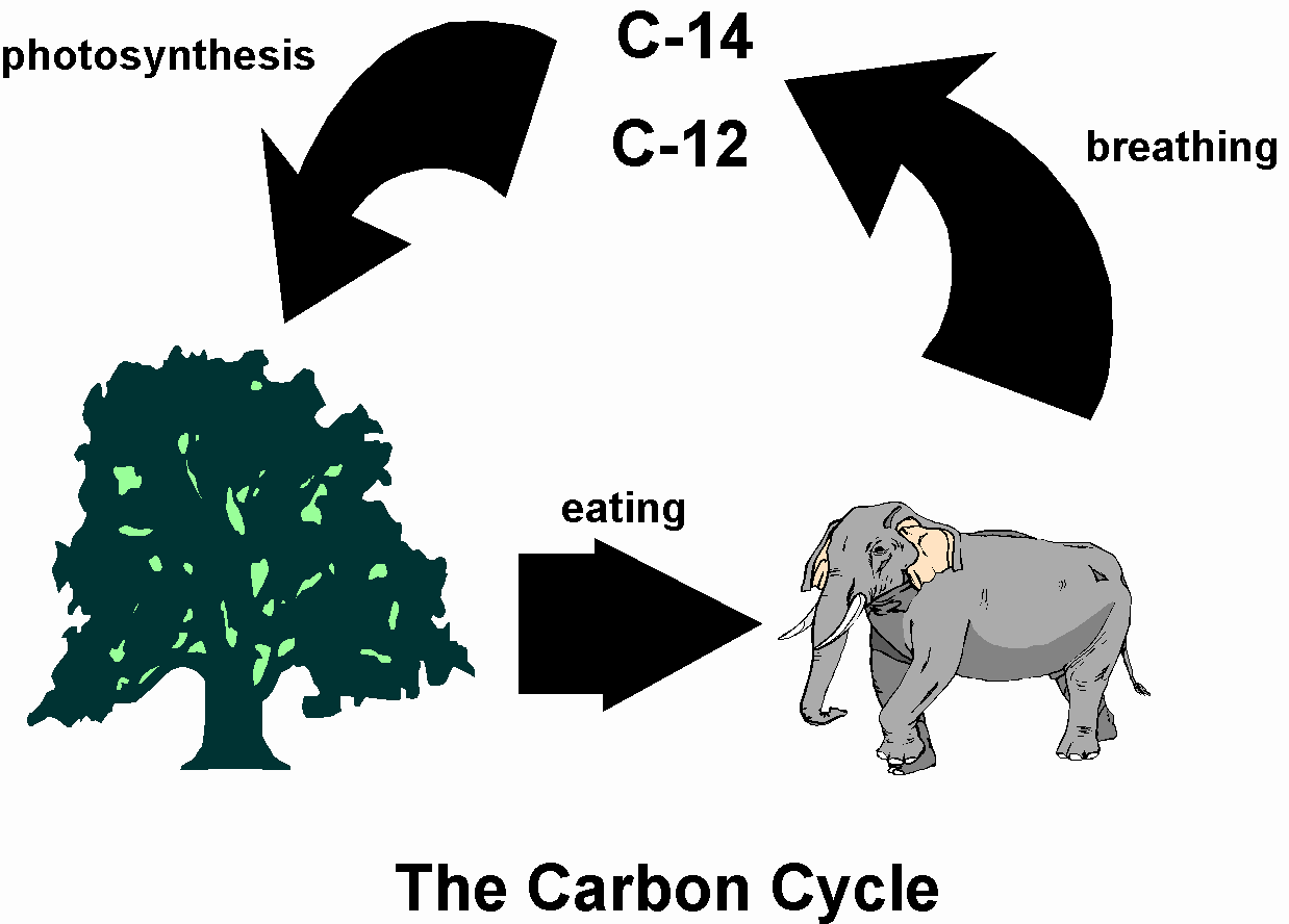 Understanding Radiocarbon Dating