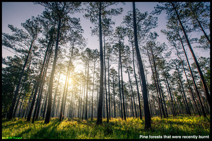 Coniferous Forest World Biomes The Wild Classroom