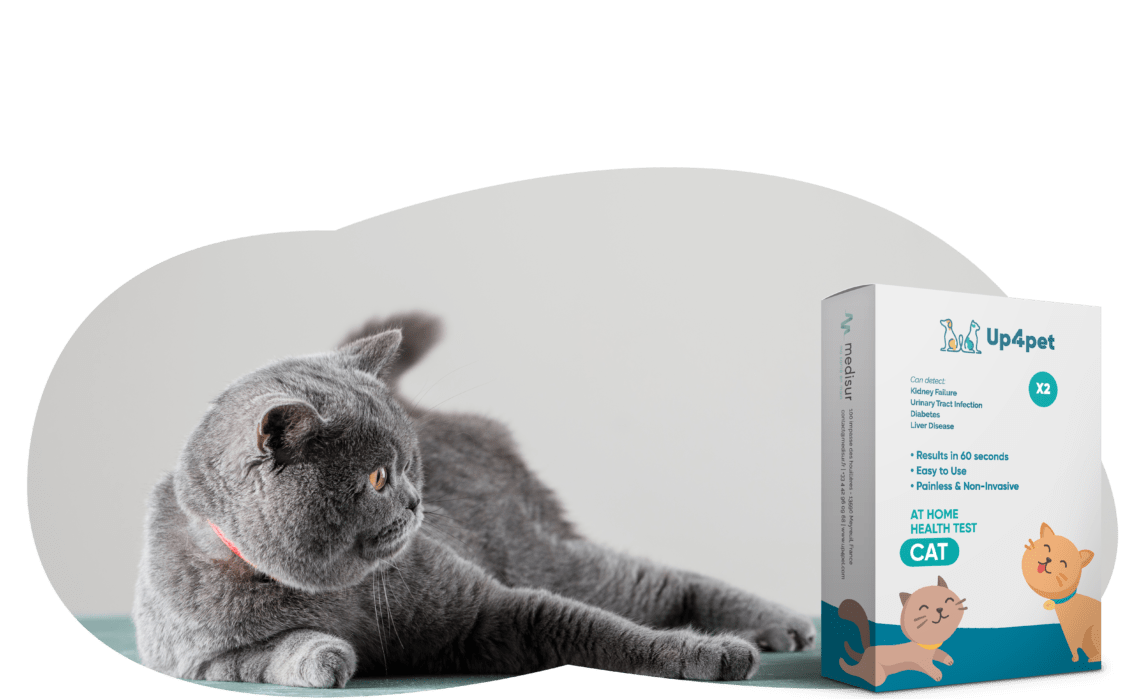 Up4pet Katze Packet Up4pet