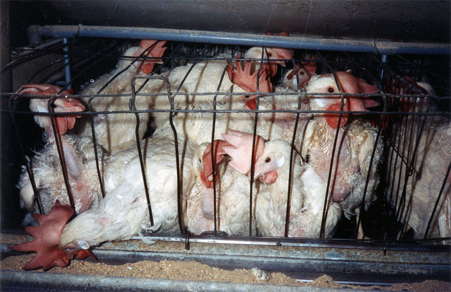 Inside the Egg Industry New Investigations Show the Horror of a Hen's Life