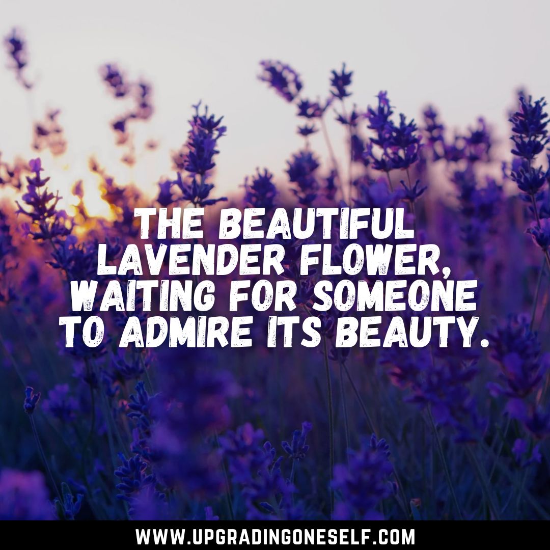 lavender quotes (2) Upgrading Oneself