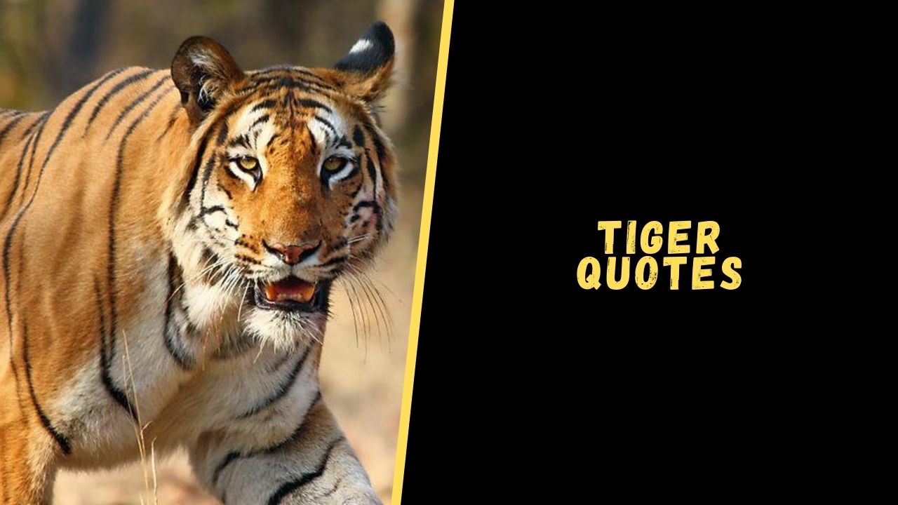 Top 15 Badass Quotes About Tiger To Blow Your Mind