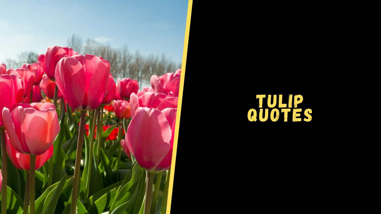 Top 15 Beautiful Quotes About Tulip To Astonish You