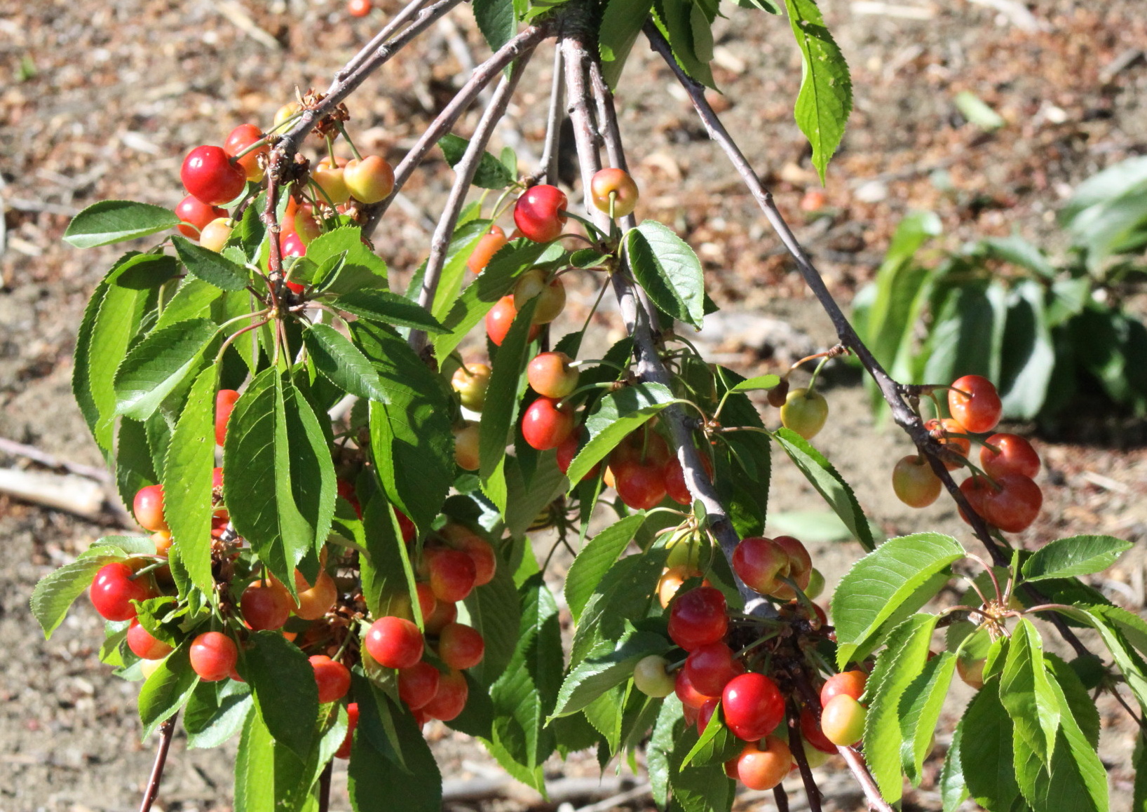 to Villa del Sol Sweet Cherry Farms of Leona Valley U pick
