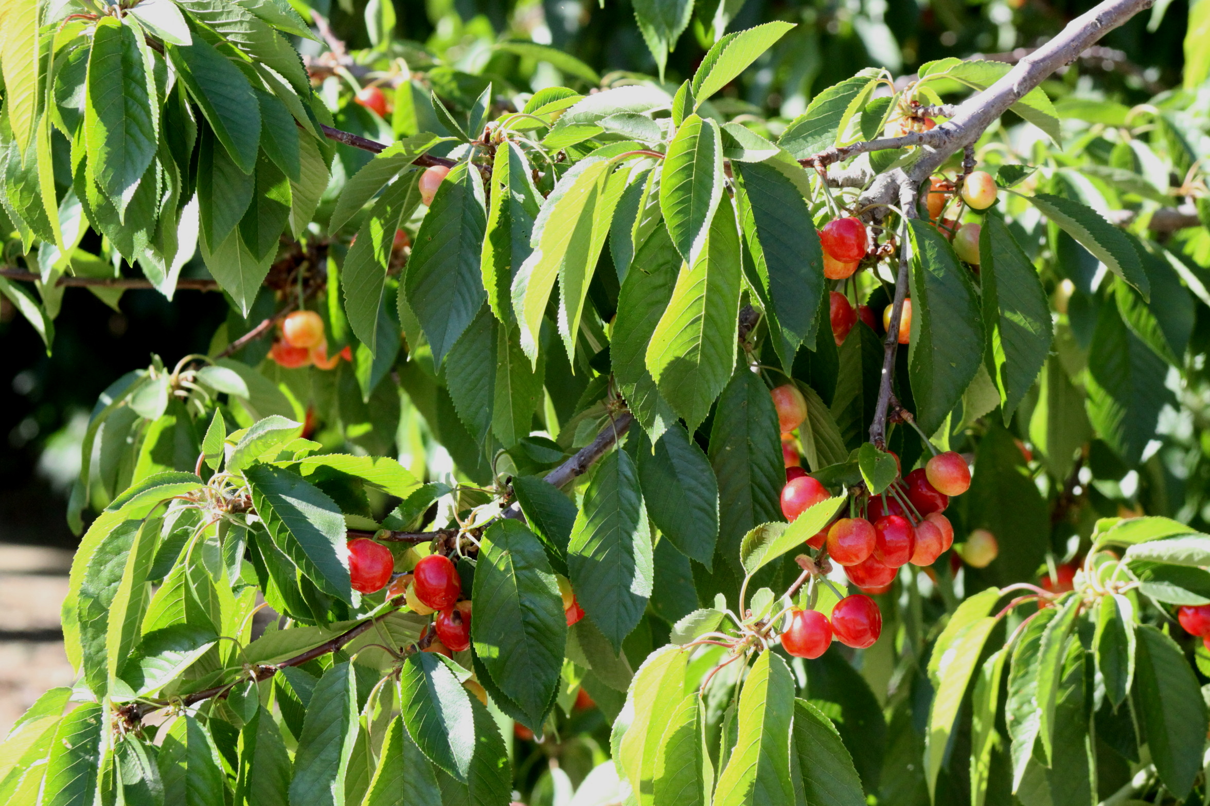 to Villa del Sol Sweet Cherry Farms of Leona Valley U pick