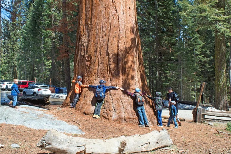 Treehugger Uplifting Mayhem