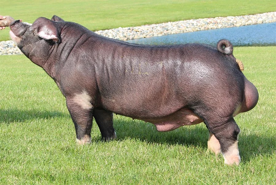 Upperhand Herd Sires