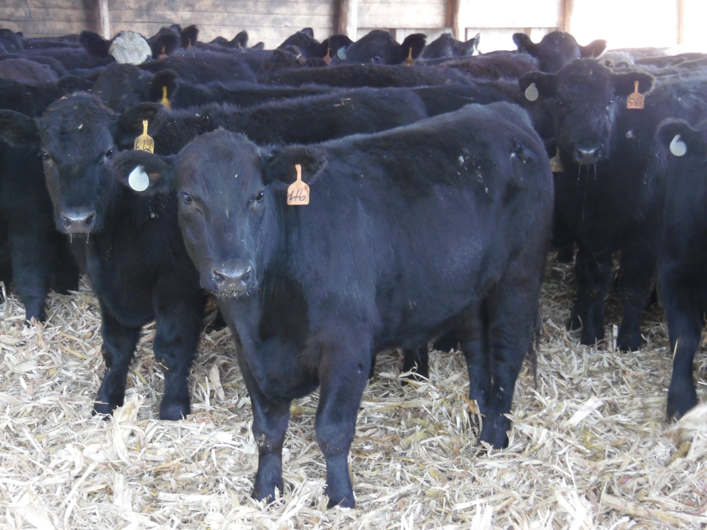 Upper Iowa Beef Regional Cattle Producers Upper Iowa Beef Upper