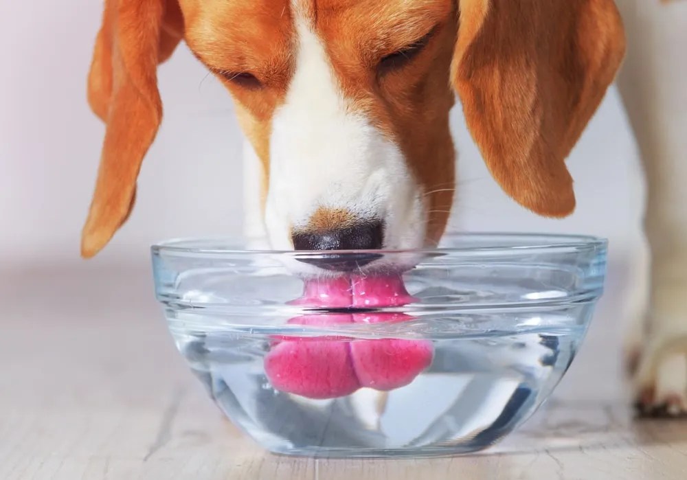 What Does It Mean If Your Dog Pees Blood