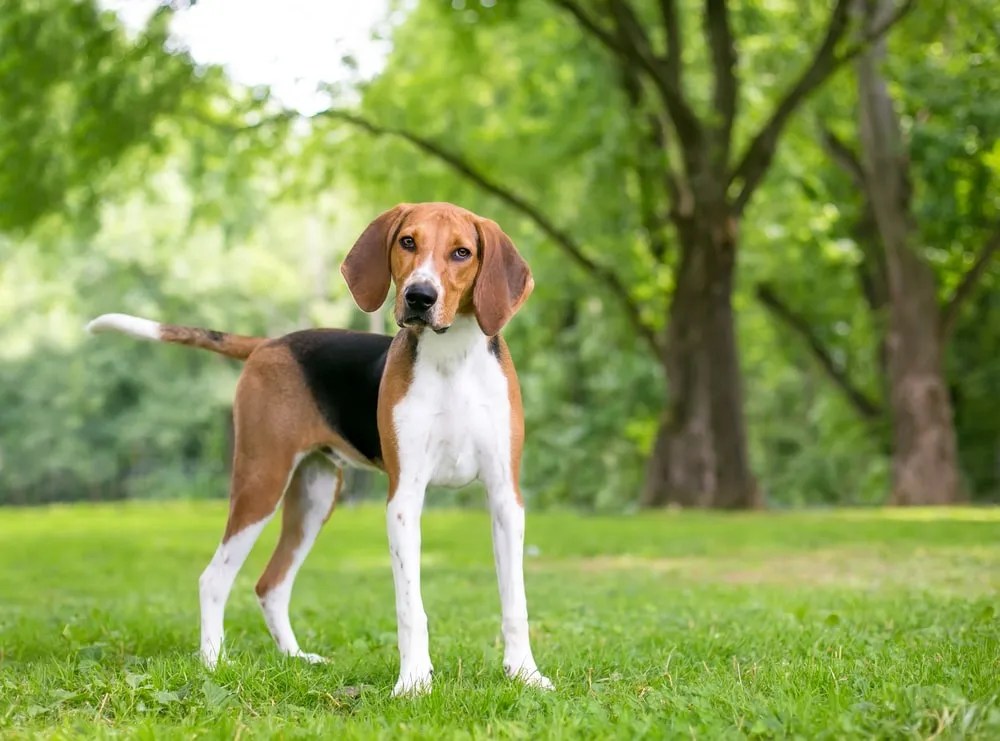 Beagle vs Foxhound Which Dog Is Right For You?