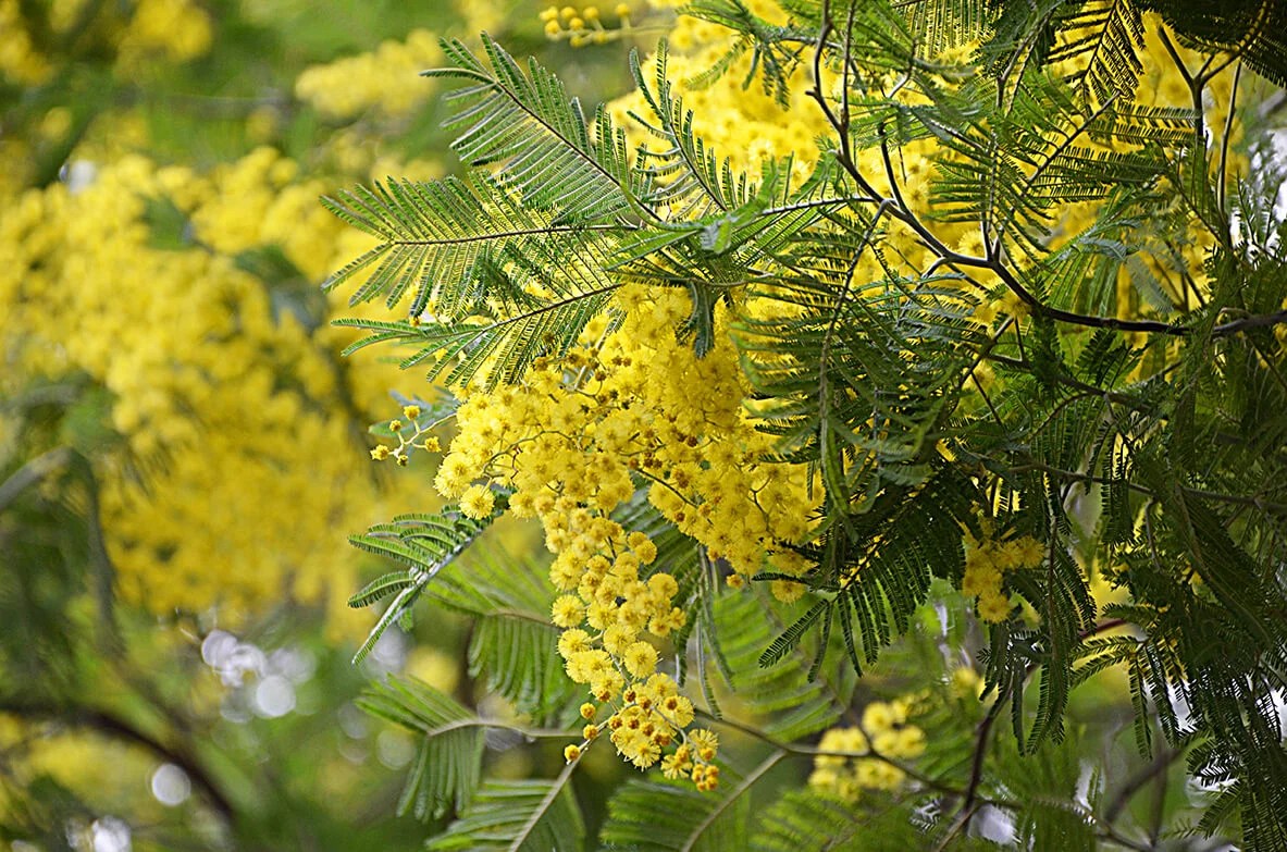 How to Grow Acacia dealbata in Your Garden