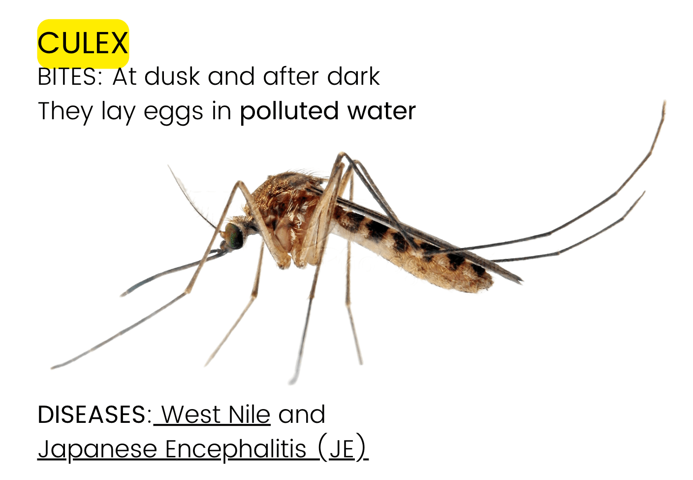 What is West Nile Fever? ·