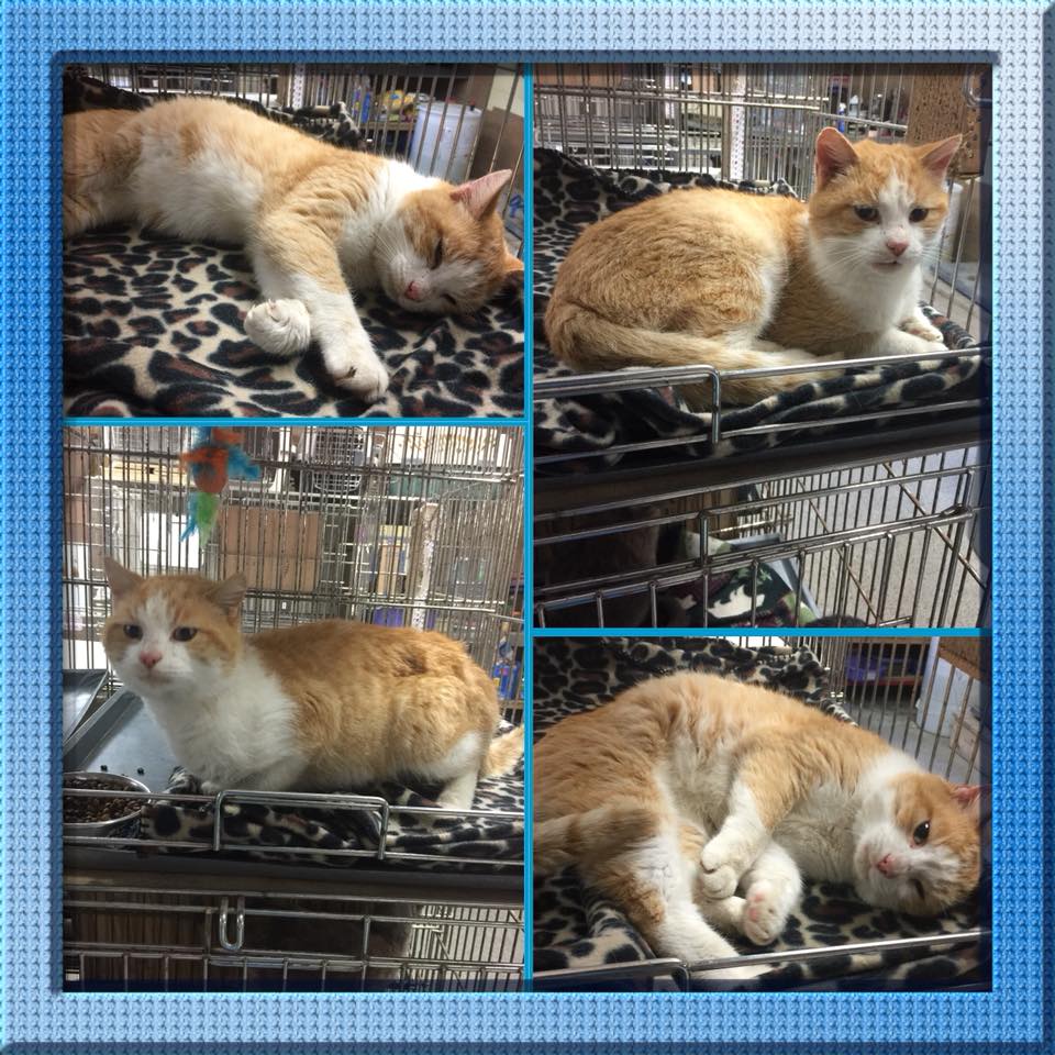 List 98+ Pictures Griffith Animal Control Photos Sharp