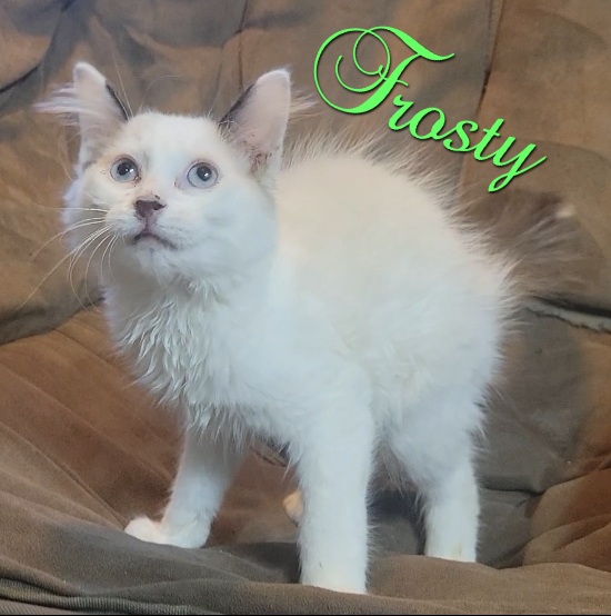 LewisUpshur Animal Control Facility Please Adopt Me