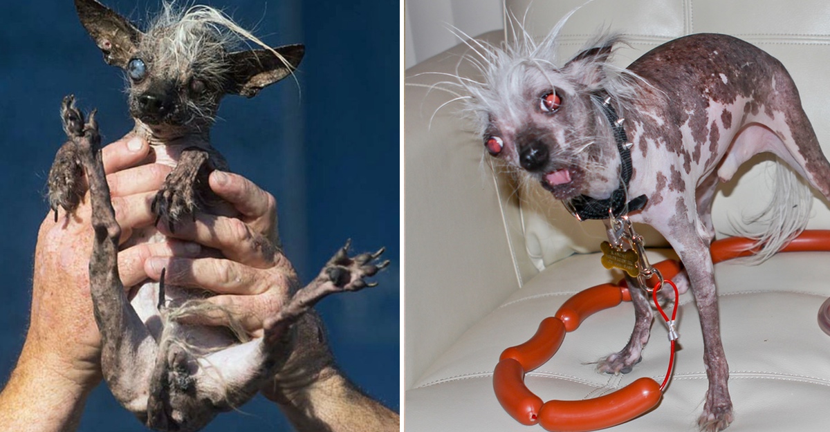 Perros Mas Feos Del Mundo El Concurso De Mascotas De