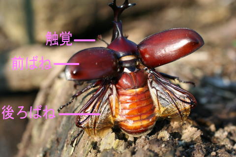 昆虫 カブトムシ 顔 アップの写真素材 - Pixta かぶと虫からだのしくみ