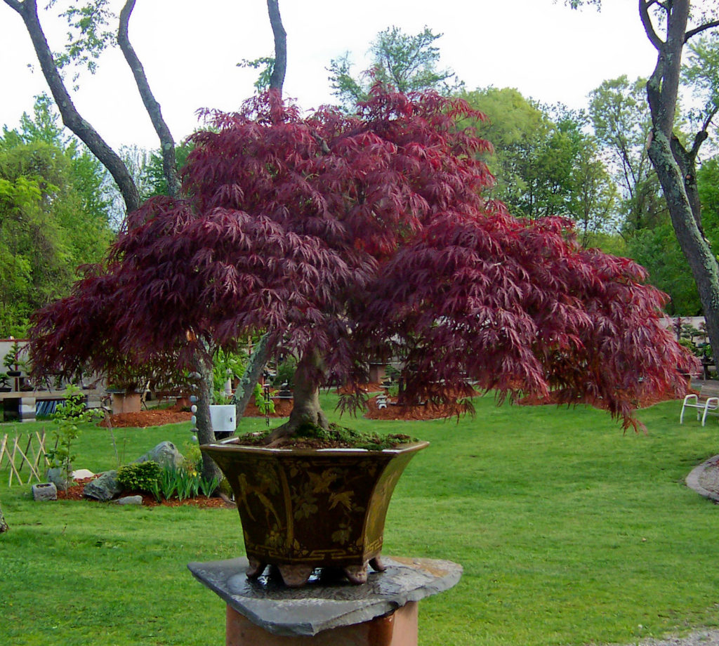 Best Container Trees For Shade at Mallie Geise blog