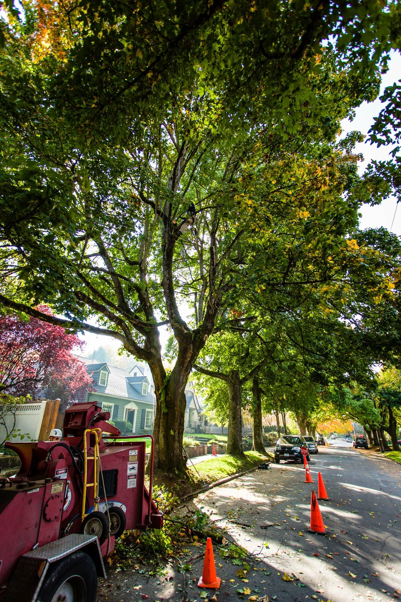 An Introduction To Tree Cabling Urban Forest Pro