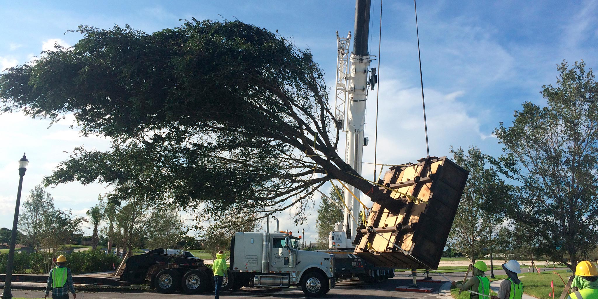 Urban Forestry Works Large Specimen Trees Large Tree Transplanting