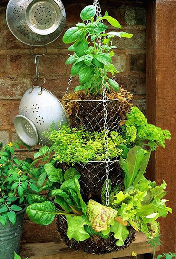 Climbing Up 10 Innovative Vertical Garden Ideas Urban Gardens
