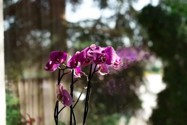 How Often Do You Water Orchids With Ice Cubes?