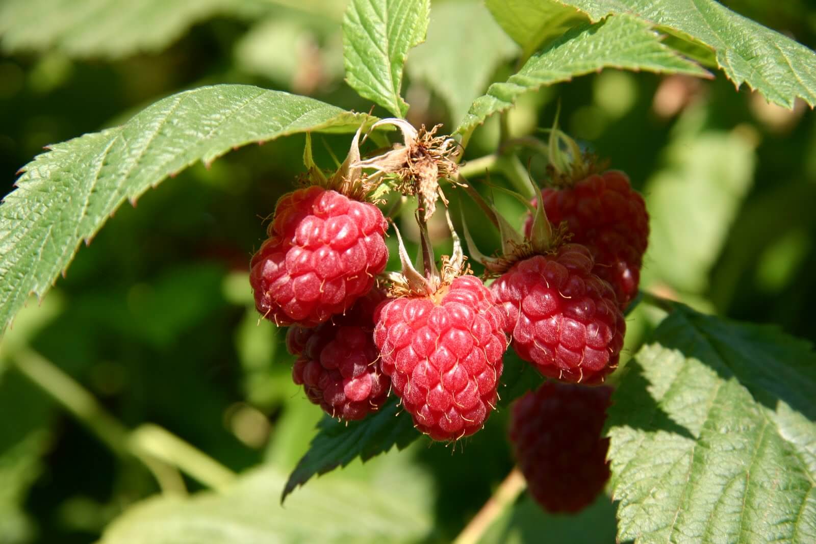 Raspberry Boyne Urban Seedling