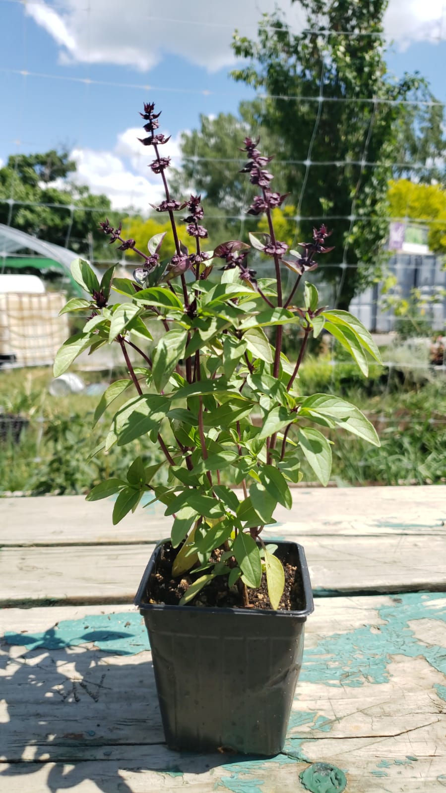 Santropol Roulant Thai Basil Urban Seedling