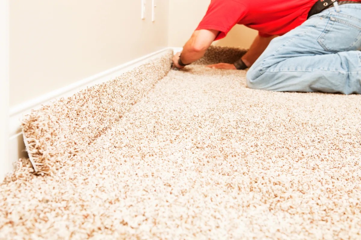 Mold in Carpet How to Remove and Prevent It Urban Splatter