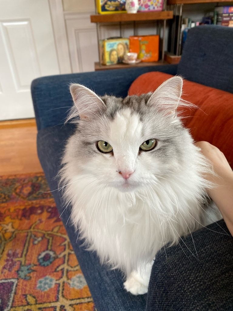 Decoding Cat Chatter Urban Tailz Chicago's Dog Walkers