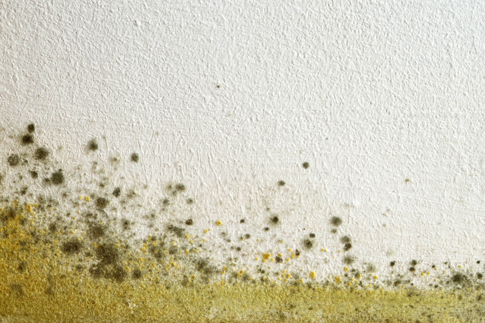5 Consequences of Mold in the Workplace How To Prevent Them