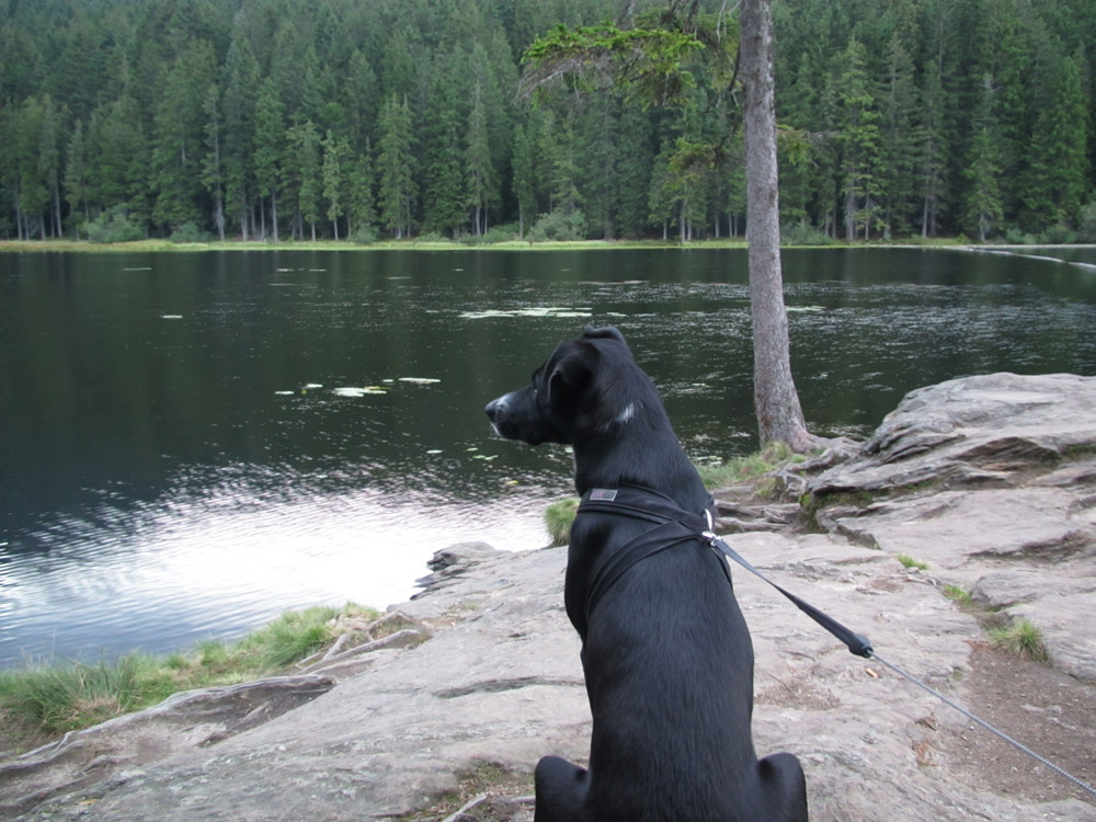 Urlaub mit Hund im Bayrischen Wald und in Tschechien