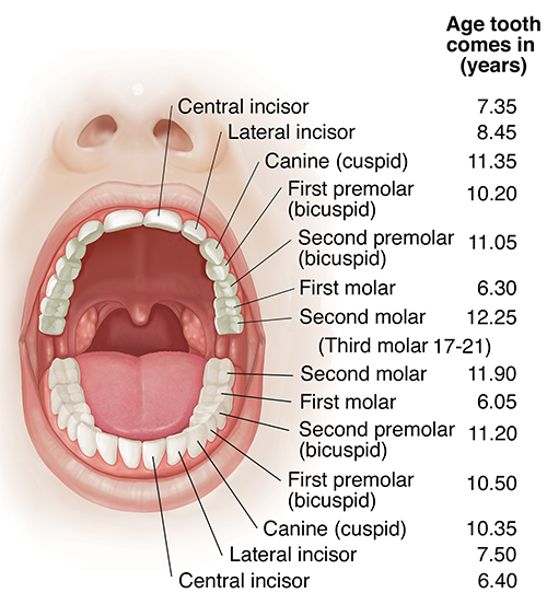 Anatomy and Development of the Mouth and Teeth Health Encyclopedia