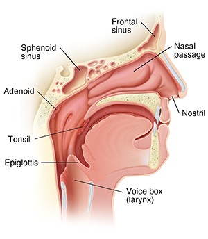 Anatomy and Physiology of the Nose and Throat - Health Encyclopedia