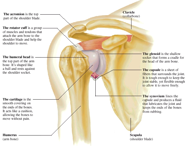 Common Injuries of the Shoulder Health Encyclopedia University of