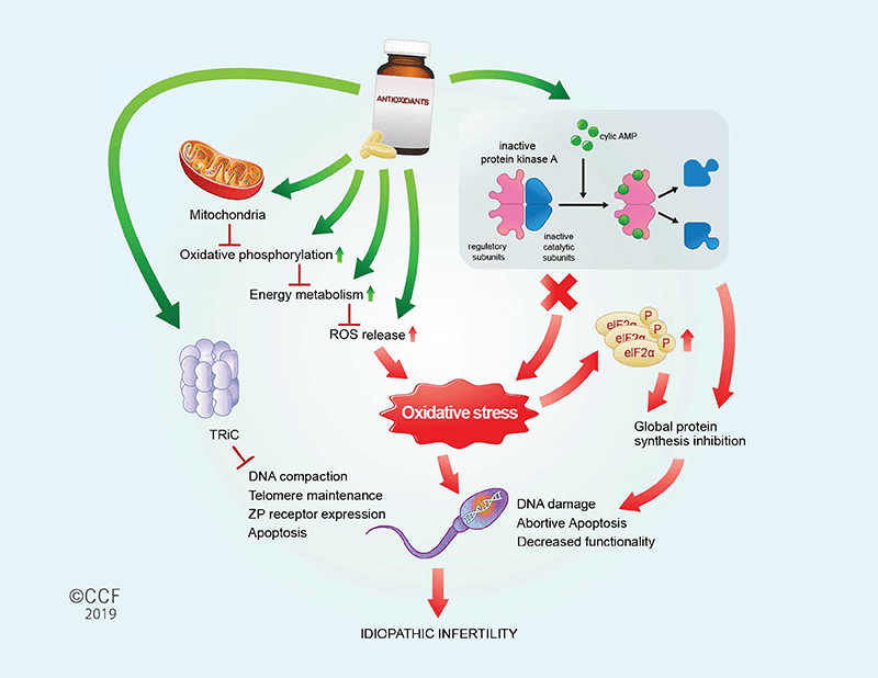 Molecular Mechanism of Antioxidant Supplementation on Sperm Proteome of