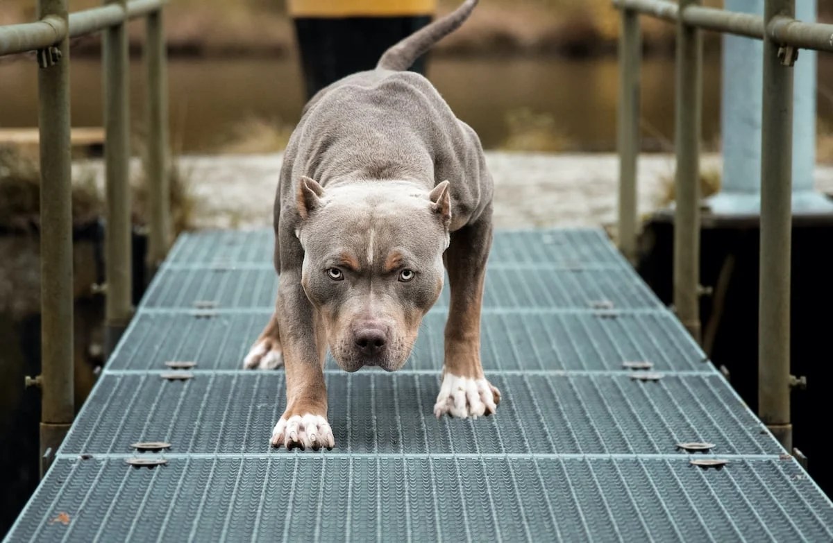 Concealed Carrier Shoots Pit Bull Attacking His Shepard, No Charges