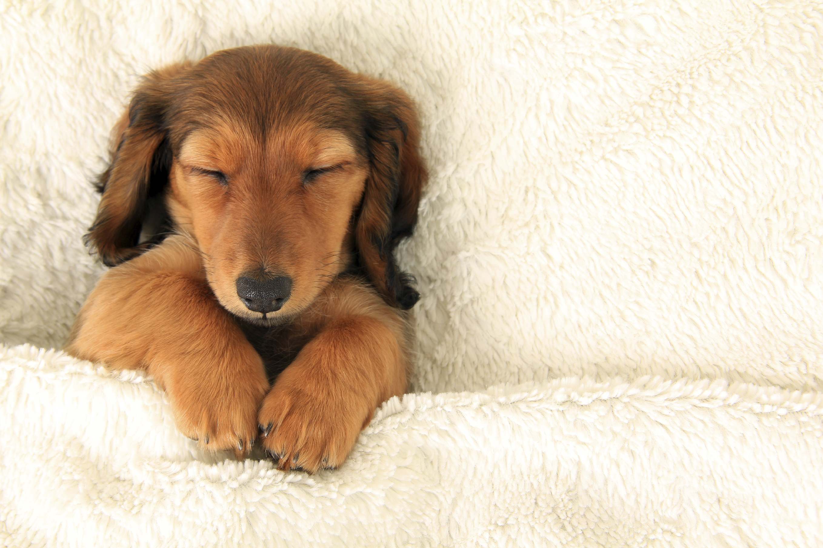 Top Tips on How to Provide the Best Puppy Health Care
