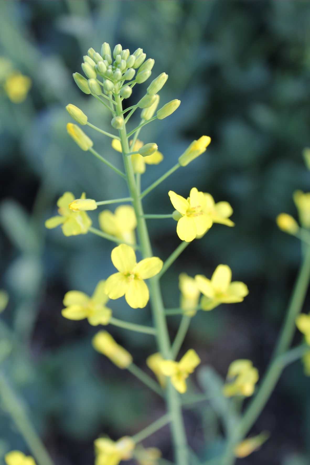Improve Crop and Soil Health Plus Wealth by Growing Canola U.S